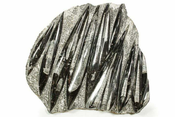 Polished Fossil Orthoceras (Cephalopod) Plate - Morocco #372668